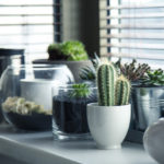 Vase Plant Gardening